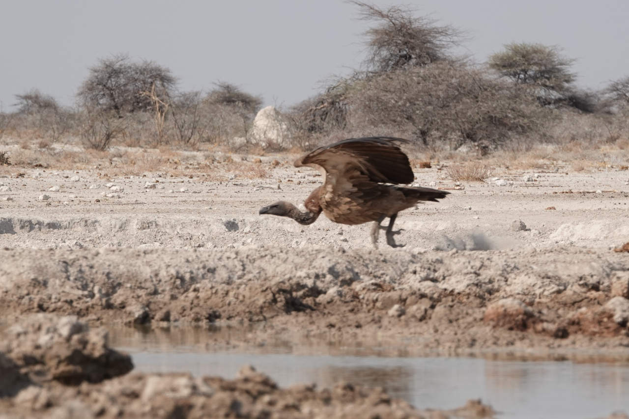 Vulture ready for take off