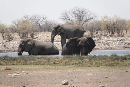 Three elephants
