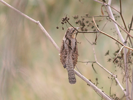 Eurasian wryneck
