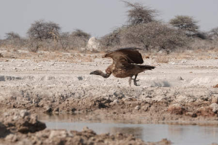 Vulture ready for take off